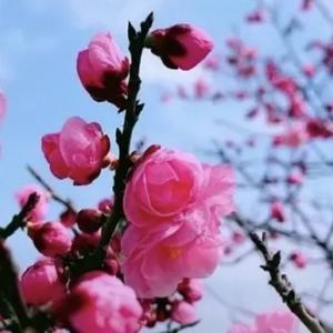永恒的心65885261