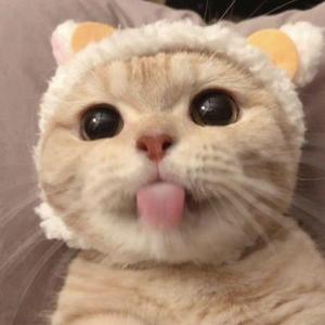 牛顿的另一个苹果 头像