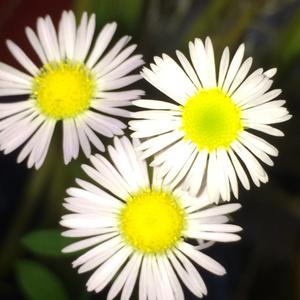 推荐君紫薯 头像