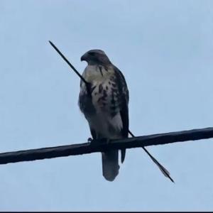 中国第一网评人 头像