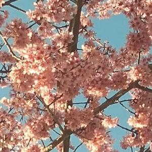 无花果的味道 头像