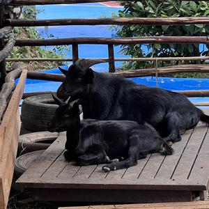 一曲倾城悲歌 头像