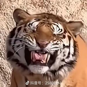 这里醉冰城 头像