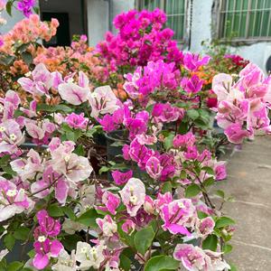 红姐生活一点通 头像