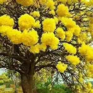 ABC护花使者