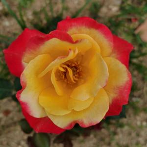 春雷化雨伴君行 头像