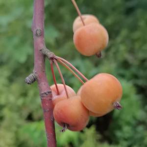 不一样的房女士