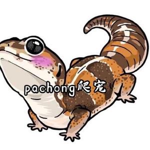 pachong爬宠头像