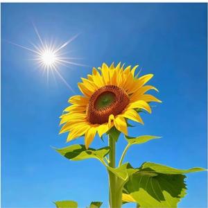 正能量发光体 头像