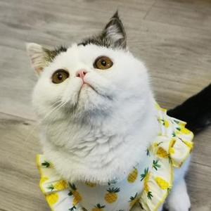 李小花家的猫和前台头像