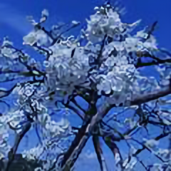 生活新风向阿狸 头像