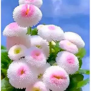 秋天的桂花 头像