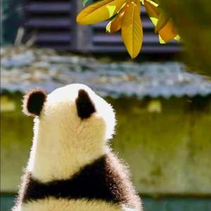 阳阳看世界 头像