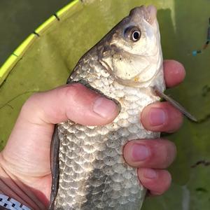 钓鱼博士后 头像