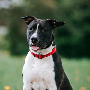 天天爱排名 头像