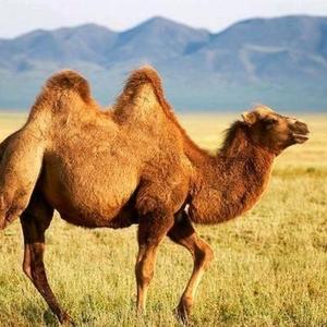 骆驼奶的功效与作用 头像