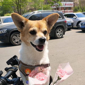 仔仔的幸福 头像