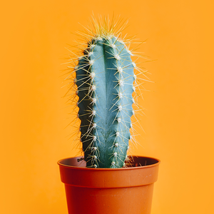 健康比尔8G 头像