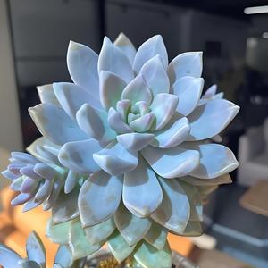 琴姐爱花草 头像