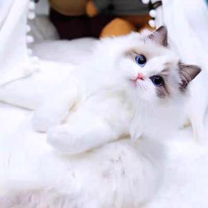 蒙蒙萌宠 头像