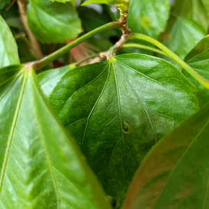 木遇春雨头像