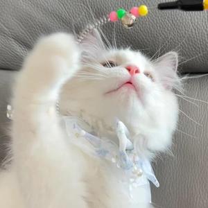 贪吃蛇木木 头像