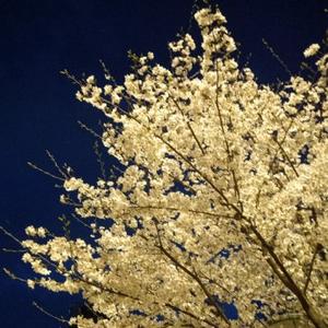 Mie的随机储存罐 头像