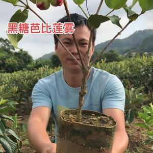 三得农果树苗木旗舰店头像