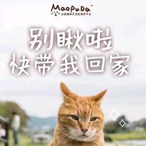 猫普达天空头像