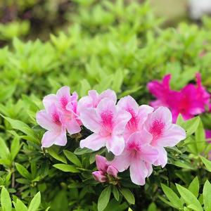 杨柳依依521 头像