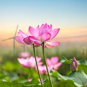 智者奶酪Gm 头像