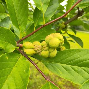 日出而作日落而息 头像