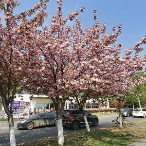西蜀大哥