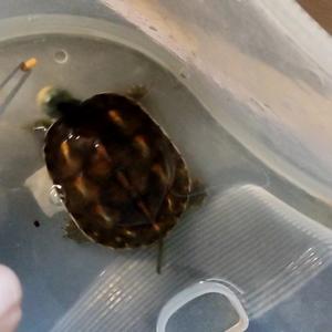 爱下棋爱地理爱历史 头像