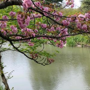 老禅游记cjf