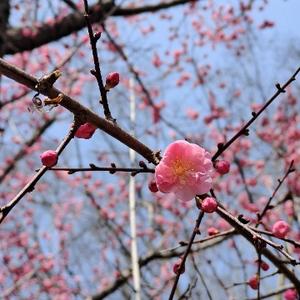 燕子来时人间过客 头像