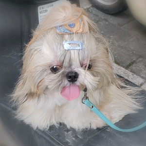 菩提树下的妖精 头像