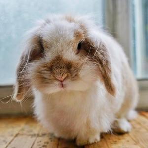 铲屎官孟琦琦 头像