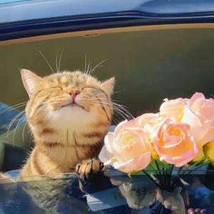 阳光下偷懒的猫 头像