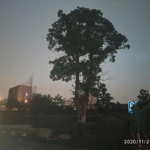 豆豆逗逗豆豆不行 头像