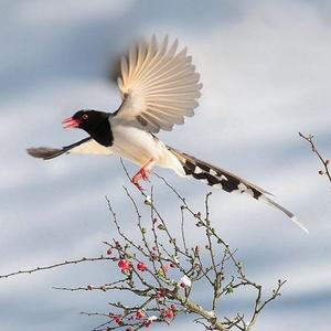 树头上的喜鹊 头像