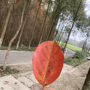 袋鼠妈妈828 头像