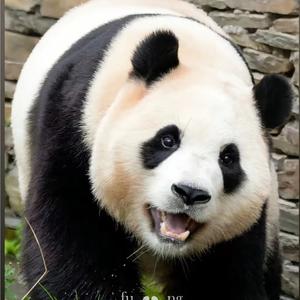 春江水暖鸭先知 头像