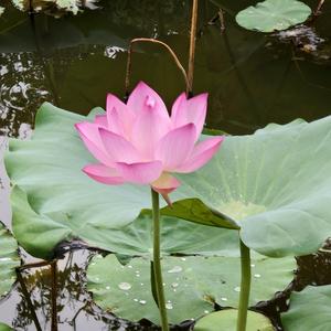 发芽的生姜别扔，丢盘子里养成“禄根”，又美又高级 - 今日头条