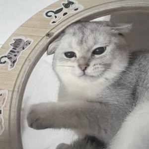 叫咖啡的喵 头像