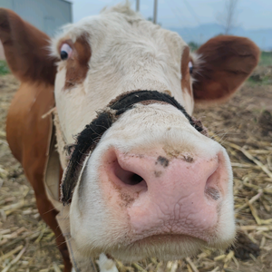 牛厂张公子 头像