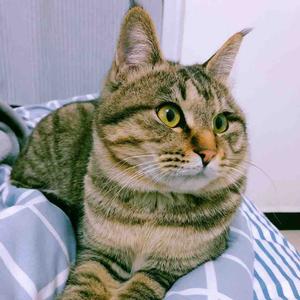 悟空问答 如何评价 源氏物语 里的末摘花 6个回答