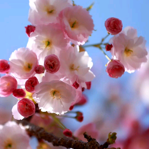 灵曦 头像