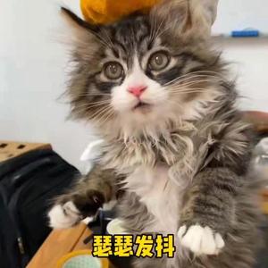 阙欣妍子呀 头像