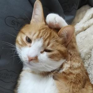 房东的大胖橘 头像